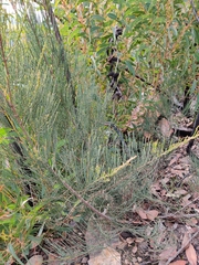 Casuarinaceae