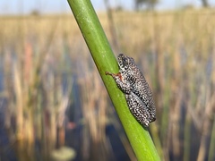 Hyperolius parallelus