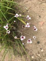 Butomus umbellatus