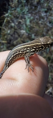 Lacerta agilis