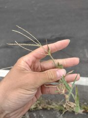 Digitaria ciliaris