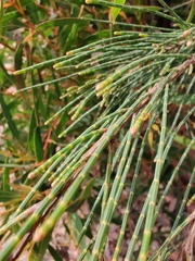 Casuarinaceae