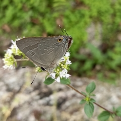 Deudorix epijarbas