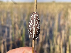 Hyperolius parallelus
