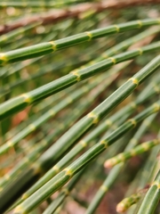 Casuarinaceae