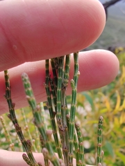 Casuarinaceae