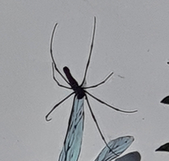 Nephila pilipes