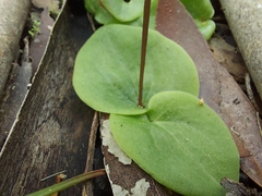 Cyrtostylis robusta