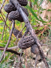 Casuarinaceae
