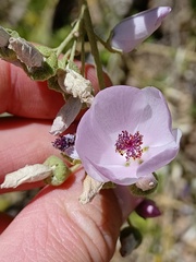 Malacothamnus fasciculatus