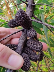 Casuarinaceae