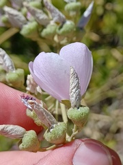 Malacothamnus fasciculatus
