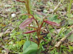 Cyrtostylis robusta