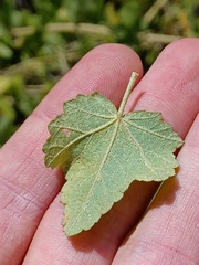 Malacothamnus fasciculatus
