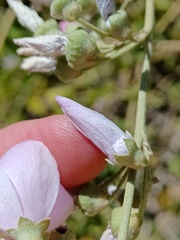 Malacothamnus fasciculatus