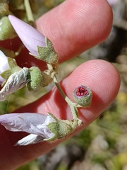 Malacothamnus fasciculatus