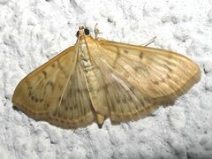 Patania ruralis