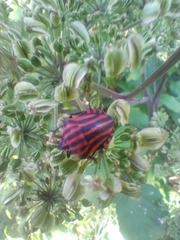 Graphosoma italicum