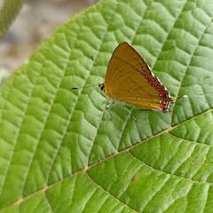 Heliophorus brahma