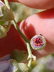 Malacothamnus fasciculatus