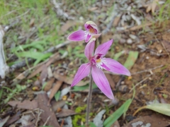 Caladenia latifolia