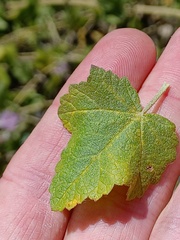 Malacothamnus fasciculatus