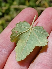 Malacothamnus fasciculatus