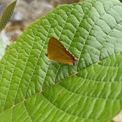 Heliophorus brahma