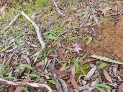 Caladenia latifolia