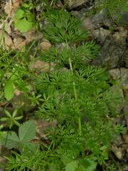 Selinum