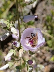 Malacothamnus fasciculatus