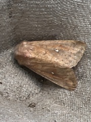 Mythimna albipuncta