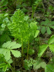 Selinum