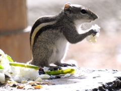 Funambulus palmarum