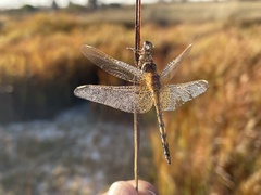Trithemis monardi