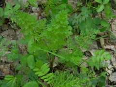 Selinum