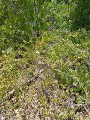 Malacothamnus fasciculatus