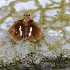 Notocrypta feisthamelii