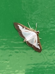 Cydalima perspectalis