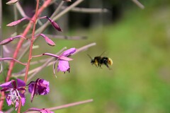 Bombus soroeensis