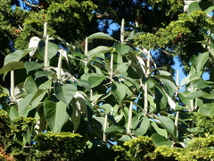 Leucosceptrum canum