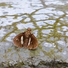 Notocrypta feisthamelii