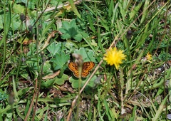 Boloria selene