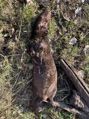 Hydrictis maculicollis