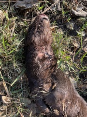 Hydrictis maculicollis