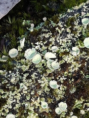 Cladonia pyxidata