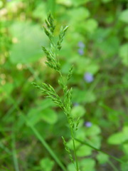 Poa pratensis