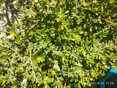 Portulaca