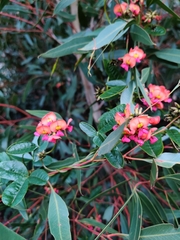 Kennedia coccinea