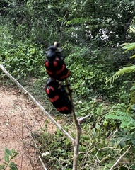 Hycleus biundulatus
